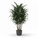 Dracaena 'Janet Craig' 'Janet Craig'