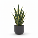 Snake Plant 'Trifasciata'