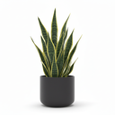 Snake Plant 'Trifasciata'