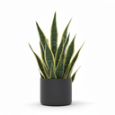 Snake Plant 'Trifasciata'
