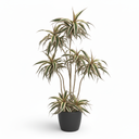 Madagascar Dragon Tree Tricolor 'Tricolor'