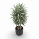Warneckii Dracaena 'Warneckii'