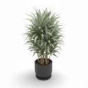 Warneckii Dracaena 'Warneckii'