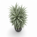 Warneckii Dracaena 'Warneckii'