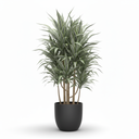 Warneckii Dracaena 'Warneckii'