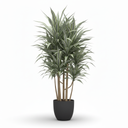 Warneckii Dracaena 'Warneckii'