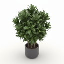 Corn Plant (Dracaena) 'Bon Bon'