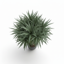 Canary Islands Dragon Tree