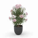 Oleander
