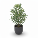 Dwarf Oleander 'Dwarf'