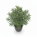 Dwarf Oleander 'Dwarf'