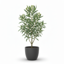 Dwarf Oleander 'Dwarf'