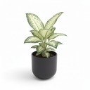 Dumb Cane 'Ghost' 'Ghost'