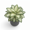Dumb Cane 'Ghost' 'Ghost'