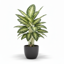 Spotted Dumb Cane 'Spotted'