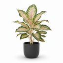 Dumb Cane 'Camellia'