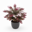 Chinese Fringe Flower 'Rubrum'