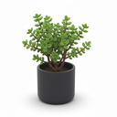 Elephant Bush Bonsai