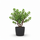 Elephant Bush Bonsai