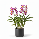 Dendrobium Orchid 'Hybrid'