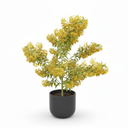 Duranta 'Golden'