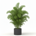 Foxtail Fern 'Meyeri'