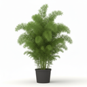 Foxtail Fern 'Meyeri'