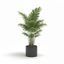 Lady Palm