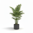 Lady Palm
