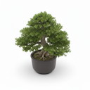 Buddhist Pine Bonsai