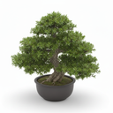 Buddhist Pine Bonsai