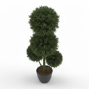 Buddhist Pine 'Three Ball Topiary'