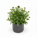 Black-eyed Susan 'Dwarf'