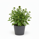 Black-eyed Susan 'Dwarf'