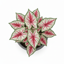 Angel Wings Caladium 'Variegated'