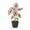 Angel Wings Caladium 'Variegated'