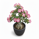 Desert Rose Bonsai