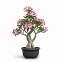 Desert Rose Bonsai