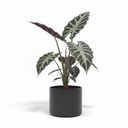 Kris Plant 'Sanderiana'