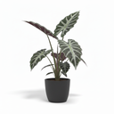 Kris Plant 'Sanderiana'