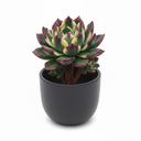 Arizona Bonbon Echeveria 'Arizona Bonbon'