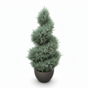 Arizona Cypress 'Spiral Topiary'