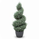 Arizona Cypress 'Spiral Topiary'