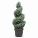 Arizona Cypress 'Spiral Topiary'