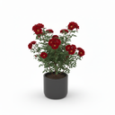 Ruby Rubber Plant 'Ruby'