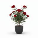 Ruby Rubber Plant 'Ruby'