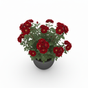 Rubber Plant Tineke 'Tineke'