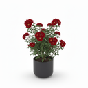 Philodendron Birkin 'Birkin'