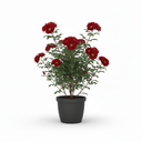 Philodendron Birkin 'Birkin'