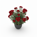 Alocasia Frydek 'Frydek'